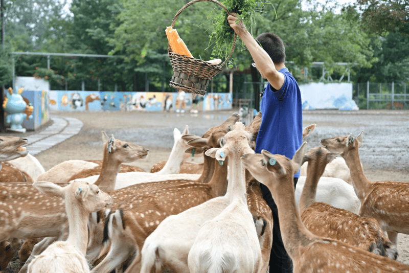 麋鹿IP系列一“鹿”锦绣隆重登场麻将胡了免费试玩麋鹿回归40载(图2)