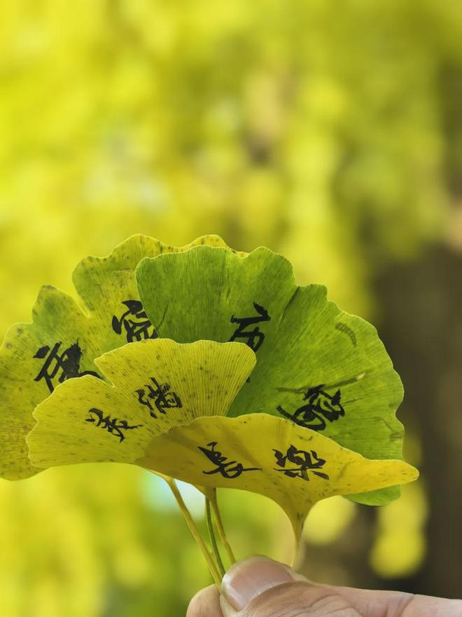 帝王树冰箱贴免费领把京西福运带回家麻将胡了免费试玩限量速冲!潭柘寺(图3) 帝王树冰箱贴免费领把京西福运带回家麻将胡了免费试玩限量速冲!潭柘寺(图3)